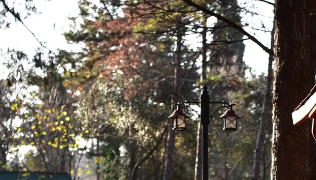 Mercan Şehir Parkı'nda çam ağaçları arasında iki fenerli bir aydınlatma direği, arkada güneşe karşı ağaçlar
