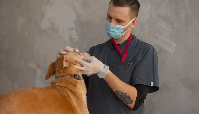 Tuzla veteriner klinikleri — bir veterinerin köpeği muayene etmesi (temsili görsel)